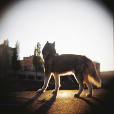 Lomography Color Negative 100 120