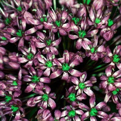 Yashica Dental Eye II