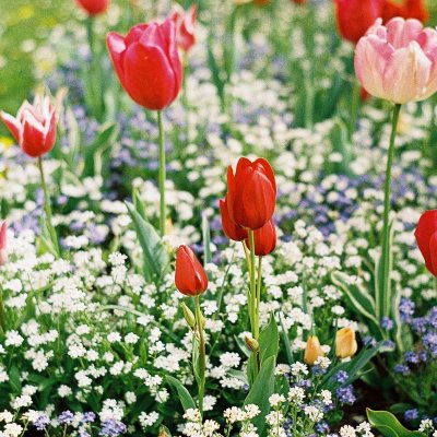 Ломографія плівка Україна