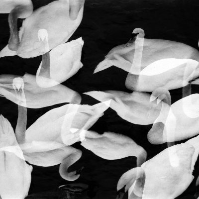 Lomography Earl Grey ISO 100 EOS 300