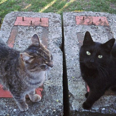 H35N Kodak white Kodak Gold 200