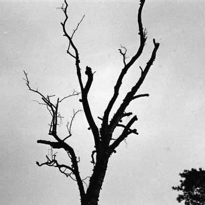 Ilford Delta iso 400 аналогова чорно-біла ЧБ плівка 35