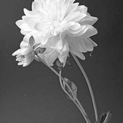 Ilford HP5 Plus Mamiya 645