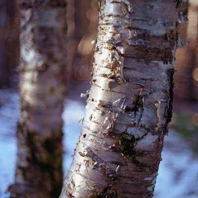 Пленка Kodak Gold iso 200, 35mm, 36 кадров