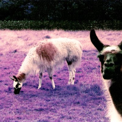 LomoChrome Purple Film 100-400 35mm