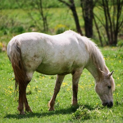 Nikon 8008S FujiColor 200