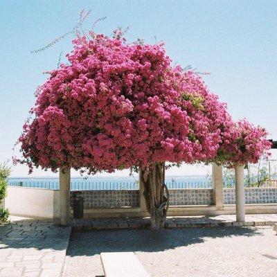 Nikon EL2 Portra 400 35мм