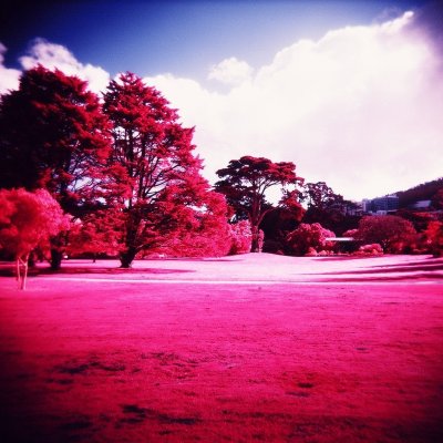 Holga120N Kodak Aerochrome III 1443
