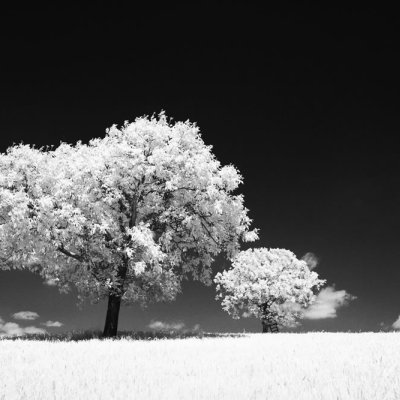 rollei infrared 400 - mamiya rb67