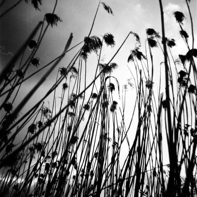 Agfa Aviphot PAN 200