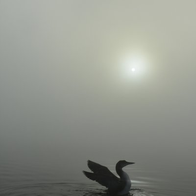 4000x6000 1/1600 sec f8.0 0.0 EV 27.0 mm focal length ISO 800