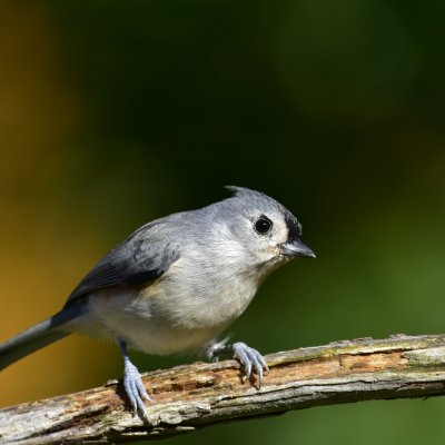 6000x4000 1/800 sec f5.6 0.0 EV 500.0 mm focal length ISO 200