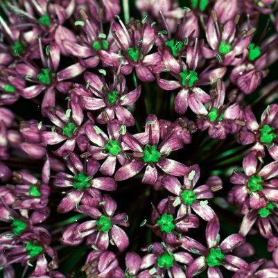 Yashica Dental Eye II