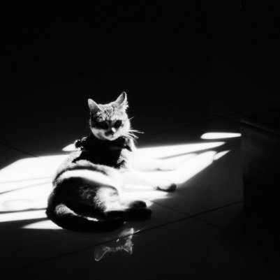 Lomography Earl Grey B&W ISO 100