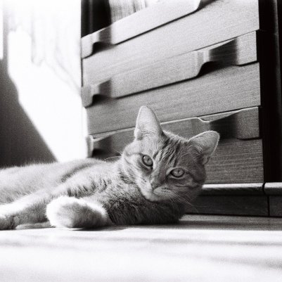 Lomography Earl Grey B&W ISO 100 Lomo Smena 8M