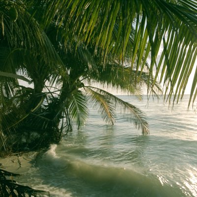 Hitchcock 5203 50D аналогова плівка 35мм