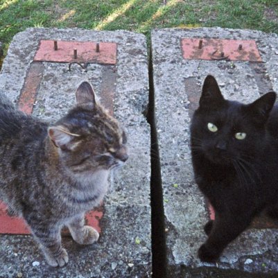 H35N Kodak white Kodak Gold 200