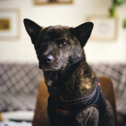 kodak gold 200 120 rolleiflex sl66