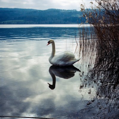 Kodak Portra 800 120 Fuji GA645i