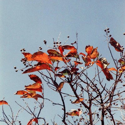 Lomo LomoChrome Color ’92 Sun-kissed 