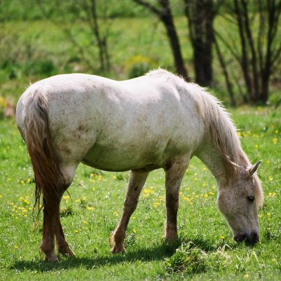 Nikon 8008S FujiColor 200