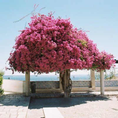 Nikon EL2 Portra 400 35мм