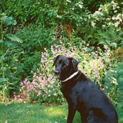 Pentax Zoom 105 Super Kodak Colourplus 400