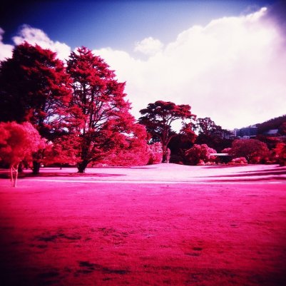Holga120N Kodak Aerochrome III 1443