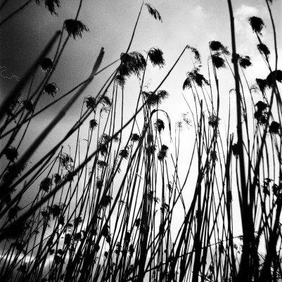 Agfa Aviphot PAN 200