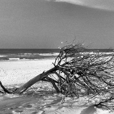 Wolfen NP100 Nikon F3HP