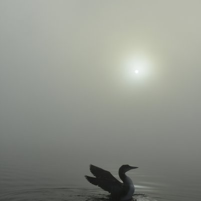 4000x6000 1/1600 sec f8.0 0.0 EV 27.0 mm focal length ISO 800