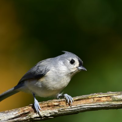 6000x4000 1/800 sec f5.6 0.0 EV 500.0 mm focal length ISO 200